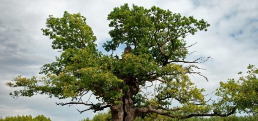 dab-dunin-zostal-wybrany-europejskim-drzewem-roku
