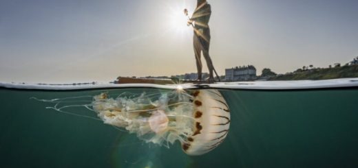 niesamowite-podwodne-ujecie-–-olbrzymia-meduza-i-deska-sup